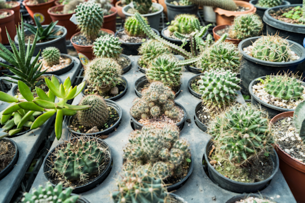 The Benefits of Xeriscaping and How to Get Started